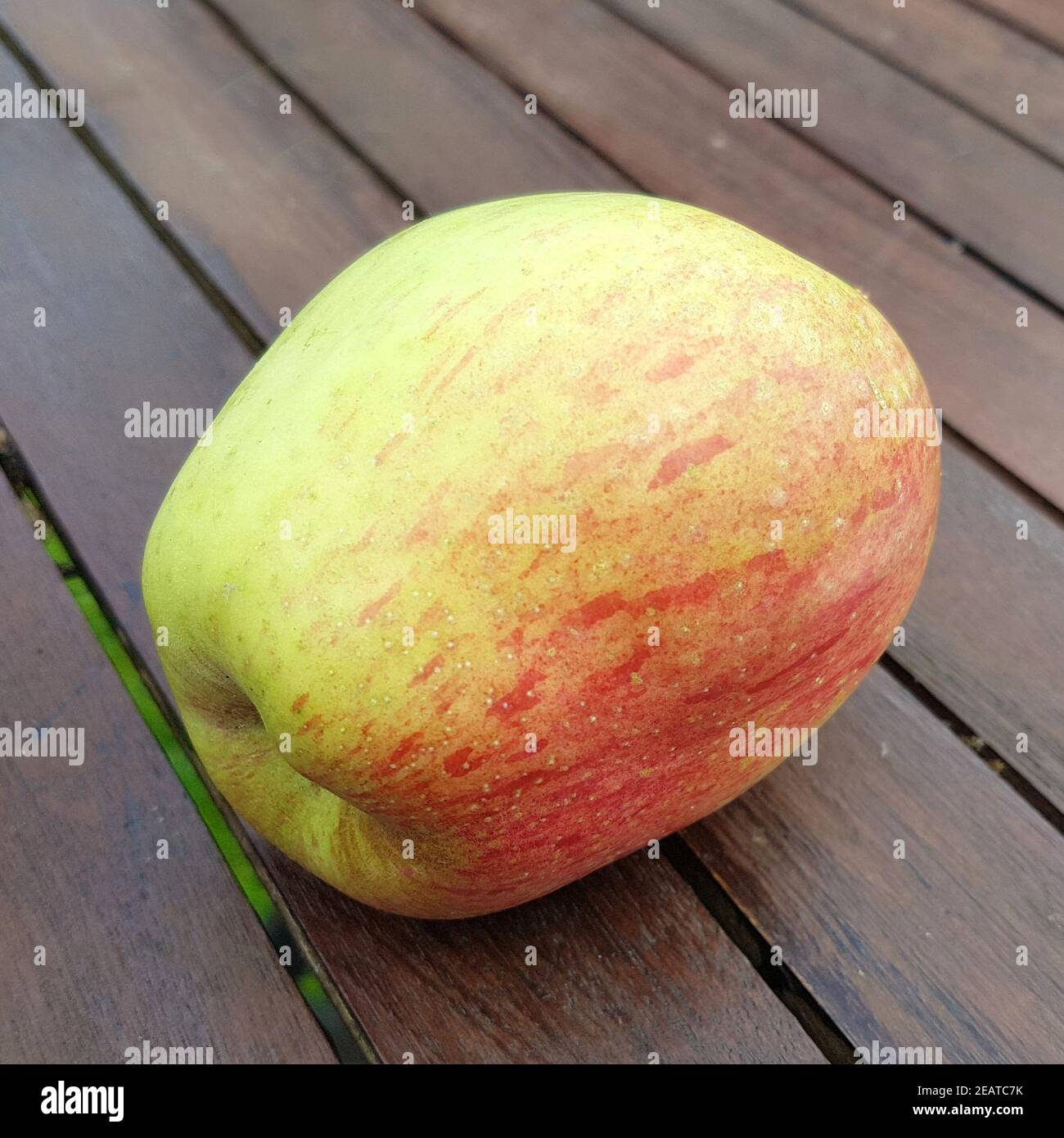 Apple tree malus domestica apples hi-res stock photography and images -  Page 25 - Alamy