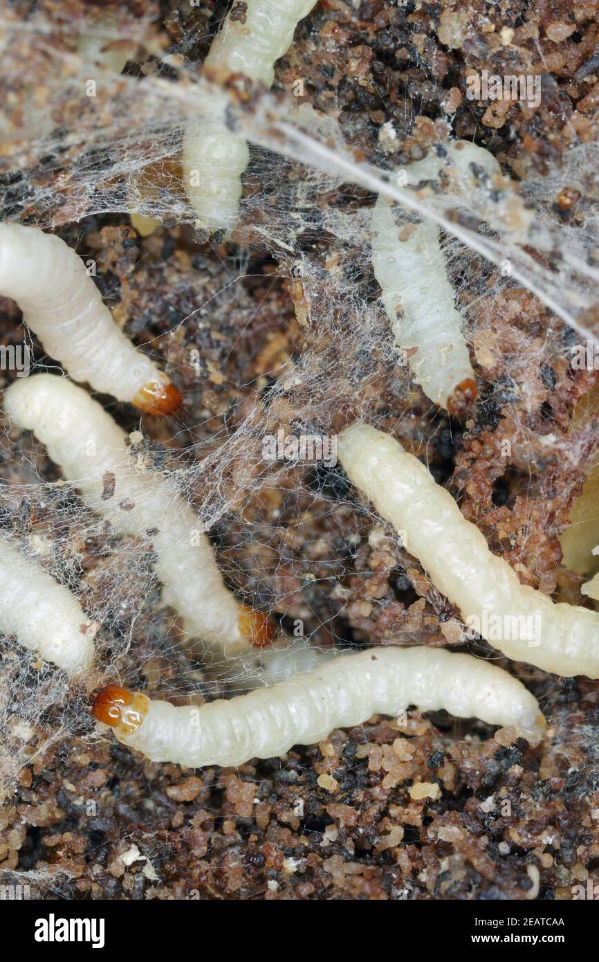 Caterpillars of Indianmeal moth Plodia interpunctella a pyraloid moth