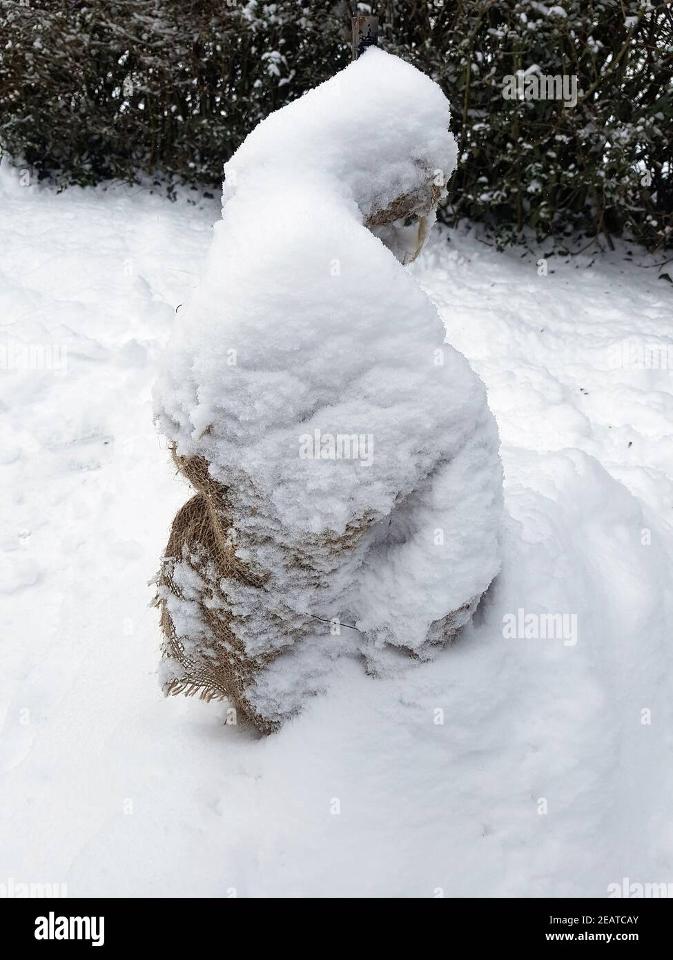 Winterschutz  Frostschutz  Sack, Sackleinen Stock Photo