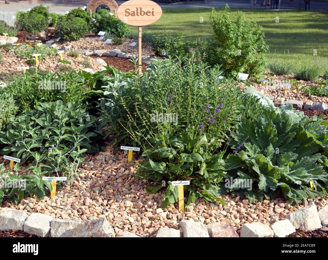 Kraeuterbeet, Salbei Stock Photo