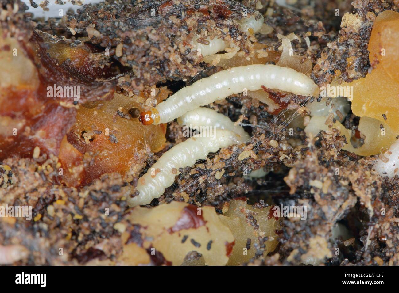 Caterpillars of Indianmeal moth Plodia interpunctella a pyraloid moth