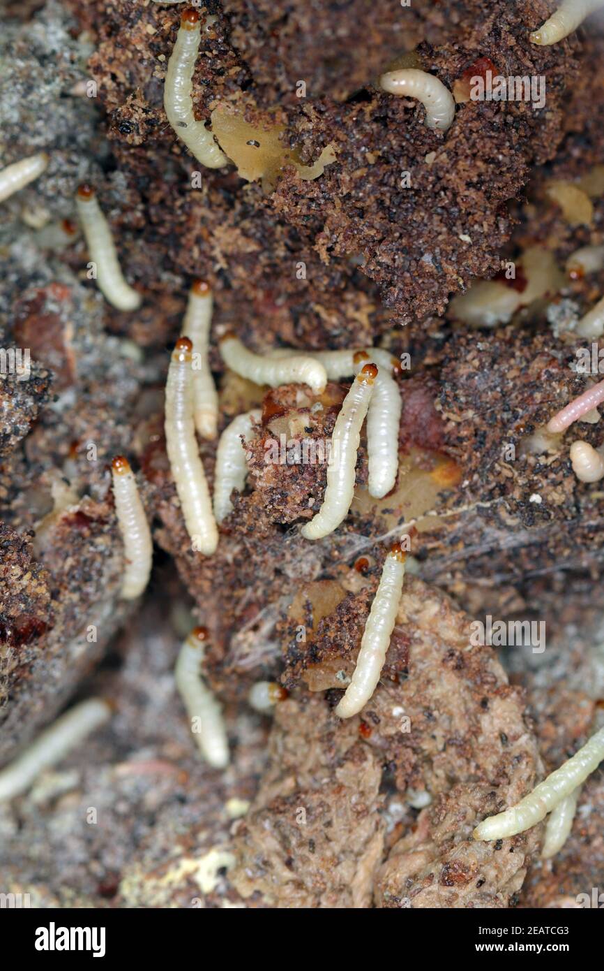 Caterpillars of Indianmeal moth - Plodia interpunctella a pyraloid moth of the family Pyralidae. It is common pest of stored products and pest of food Stock Photo