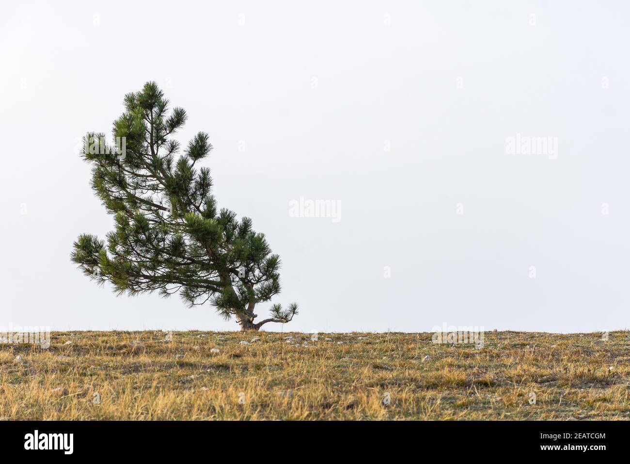 A lone pine tree grows on top of a mountain. Natural minimalism in restrained shades. Neutral atmospheric minimalist landscape with a curved tree on t Stock Photo