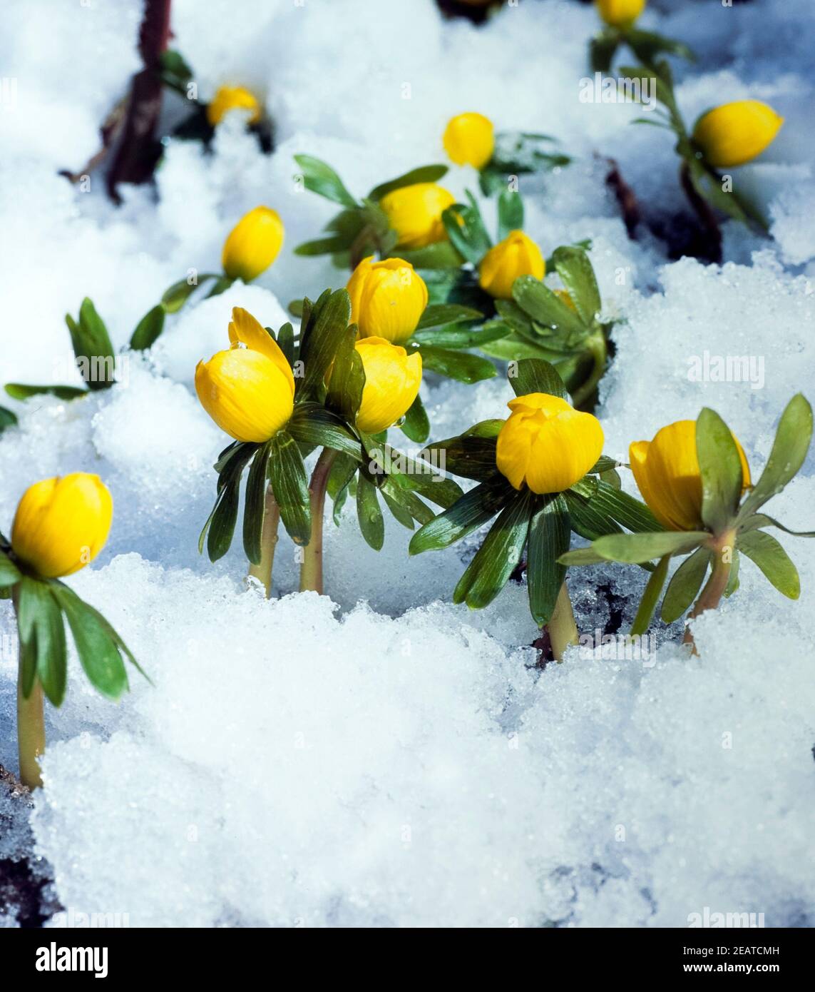 Winterling, Eranthis hyemalis, Schnee Stock Photo