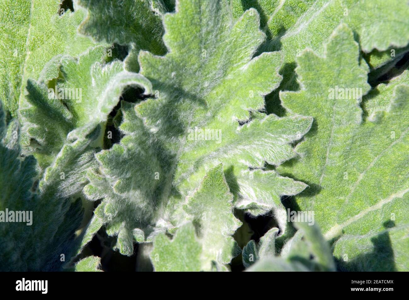 Wolliger Salbei, Salvia aethiops Stock Photo