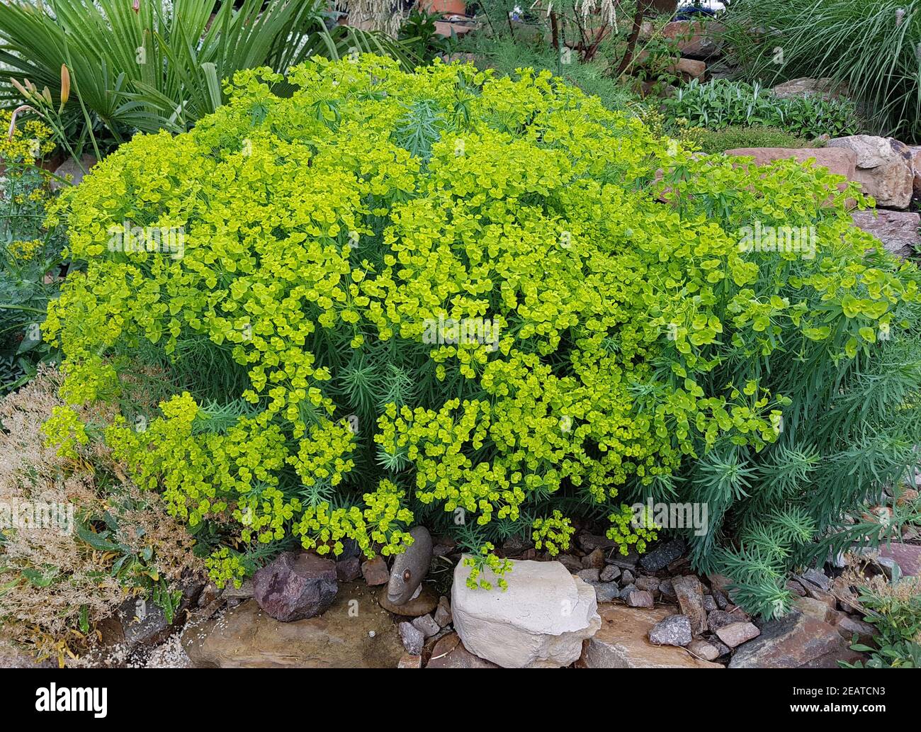 Garten Wolfsmilch High Resolution Stock Photography and Images - Alamy