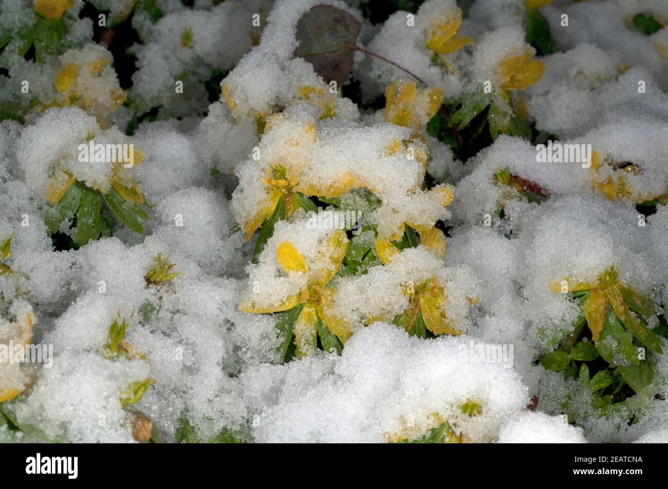 Winterling  Eranthis  hyemalis  Schnee Stock Photo