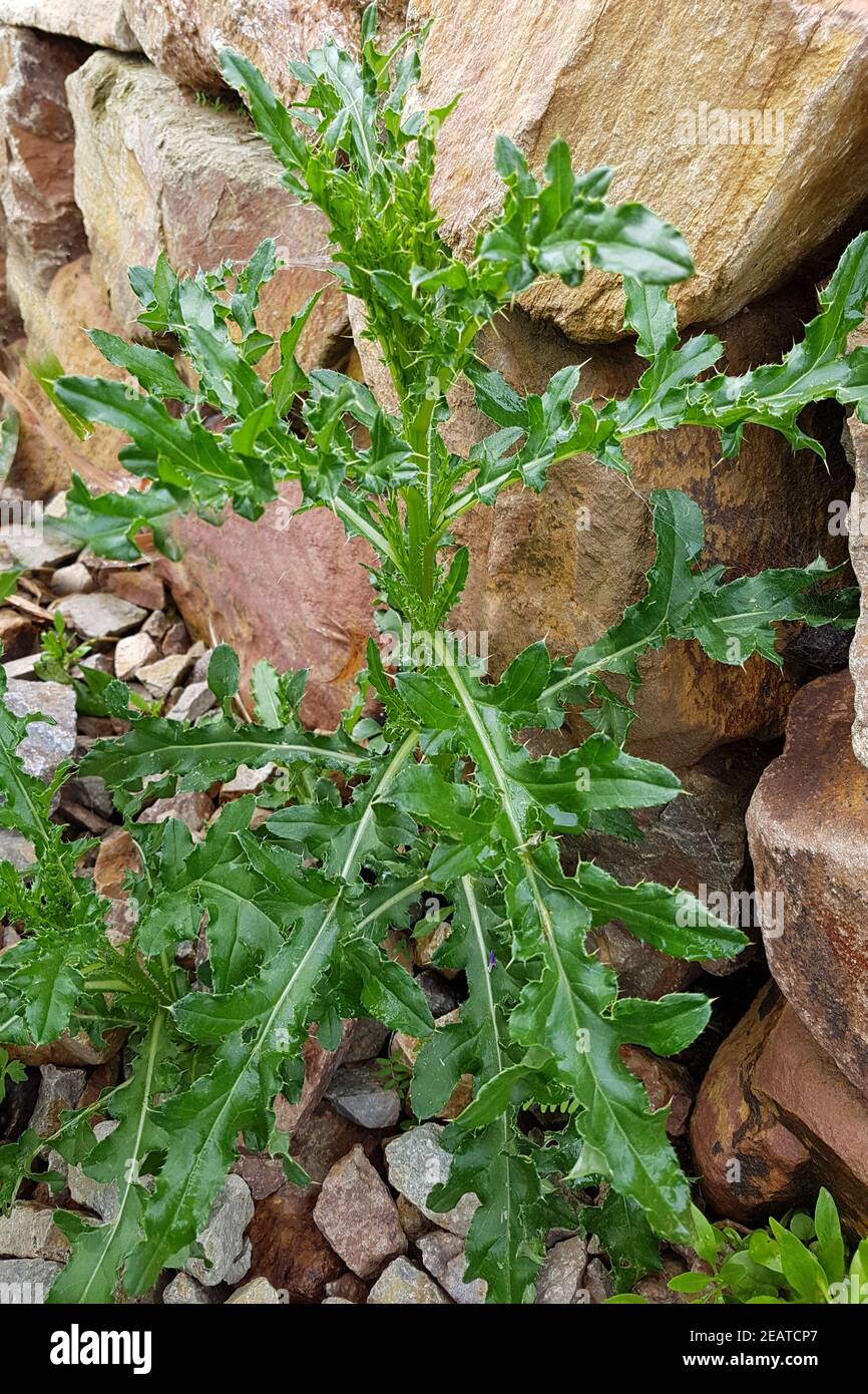 Acker-Kratzdistel  Cirsium  arvense, Sprosse, Jungpflanze Stock Photo