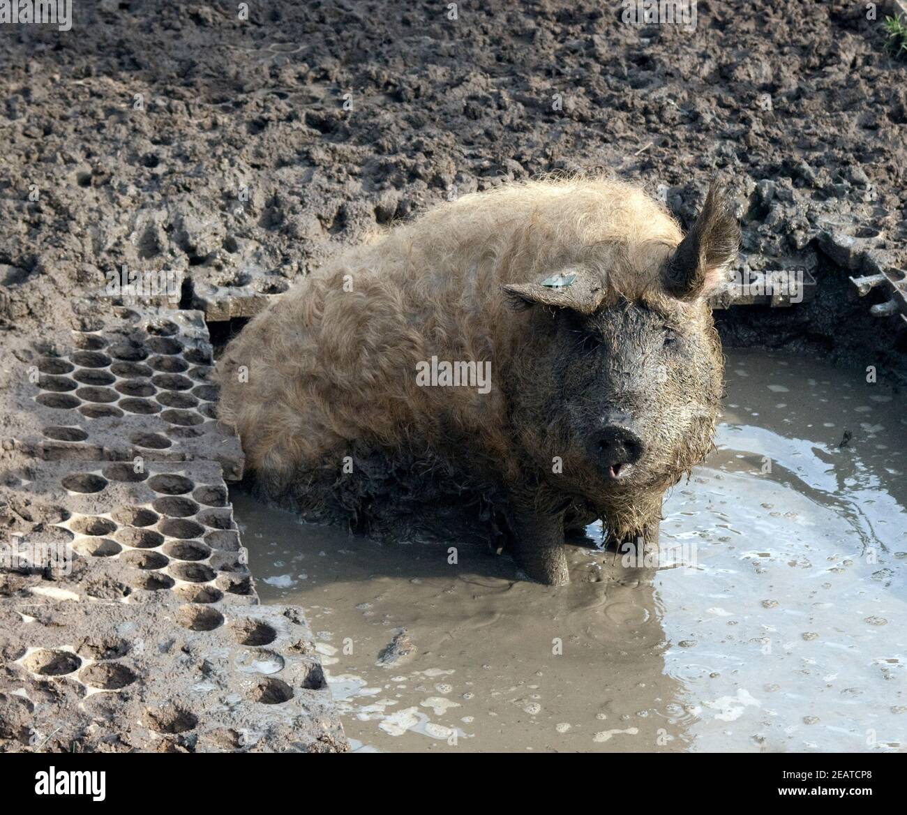 Wollschwein, Mangalica, Arche-Hof, Bedrohte Stock Photo