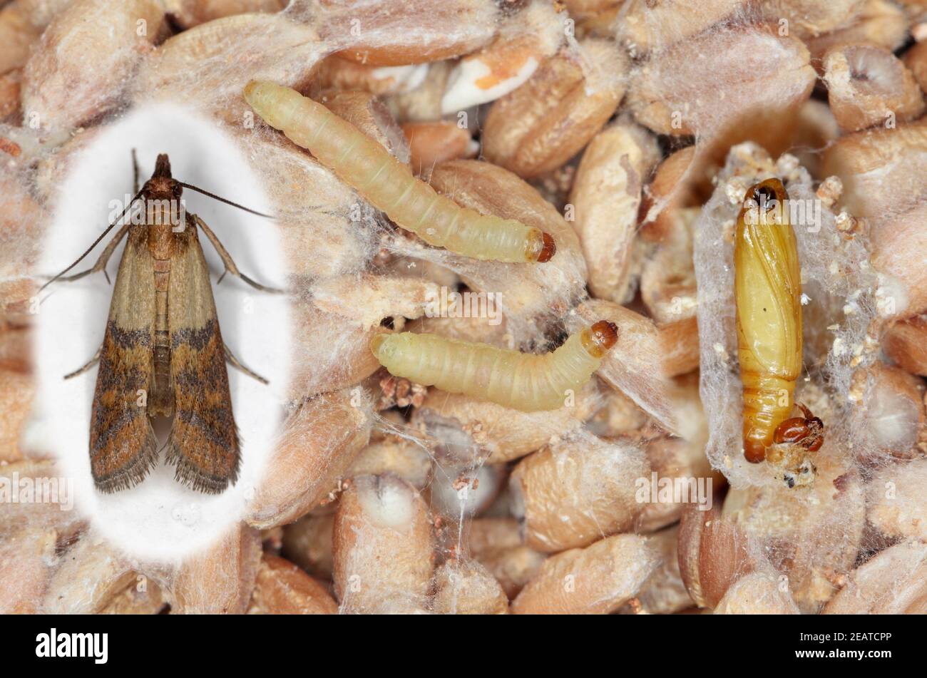 Pupae larvae and adult insect of Indian mealmoth Plodia interpunctella of a pyraloid moth of the family Pyralidae. It is common pest of stored product Stock Photo