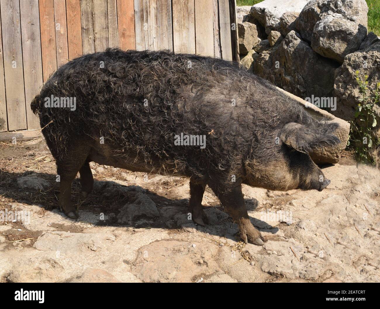 Wollschwein, Sus scrofa, Mangalica Stock Photo