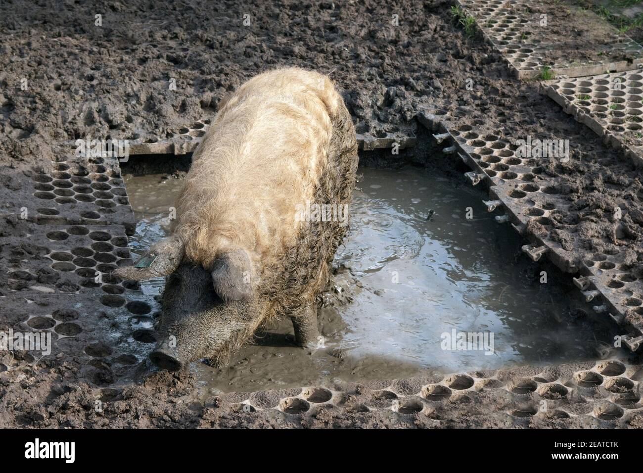 Wollschwein, Mangalica, Arche-Hof, Bedrohte Stock Photo