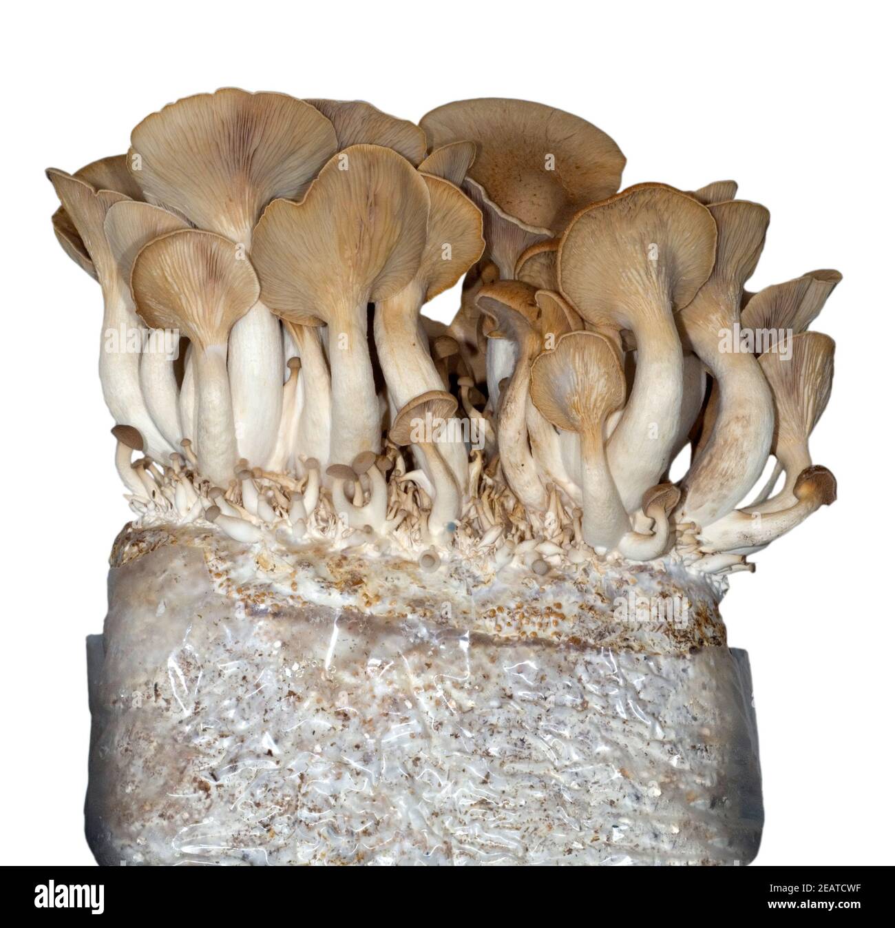 Kraeuterseitling Pleurotus eryngii Stock Photo Alamy