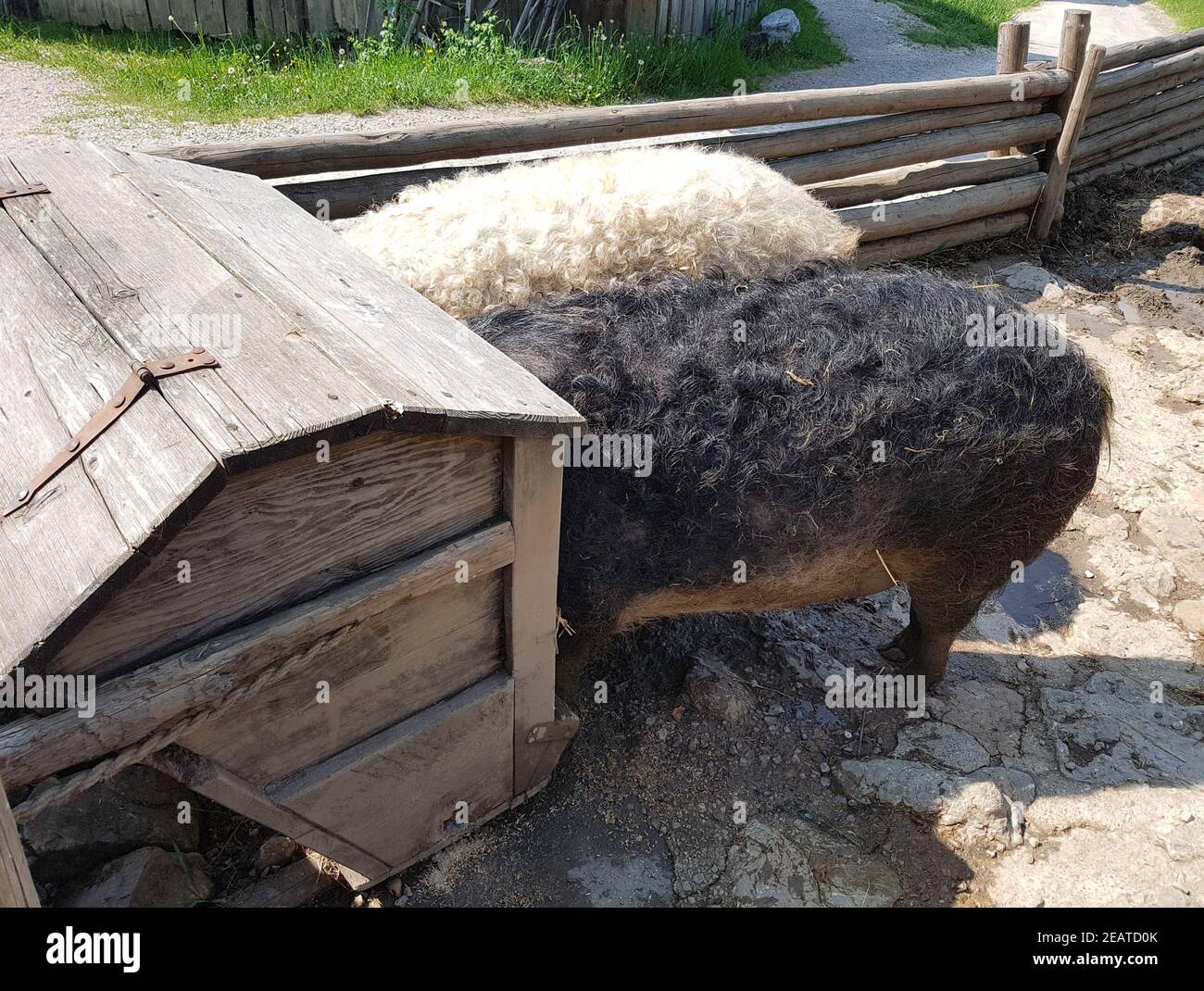 Wollschwein, Sus scrofa, Mangalica Stock Photo