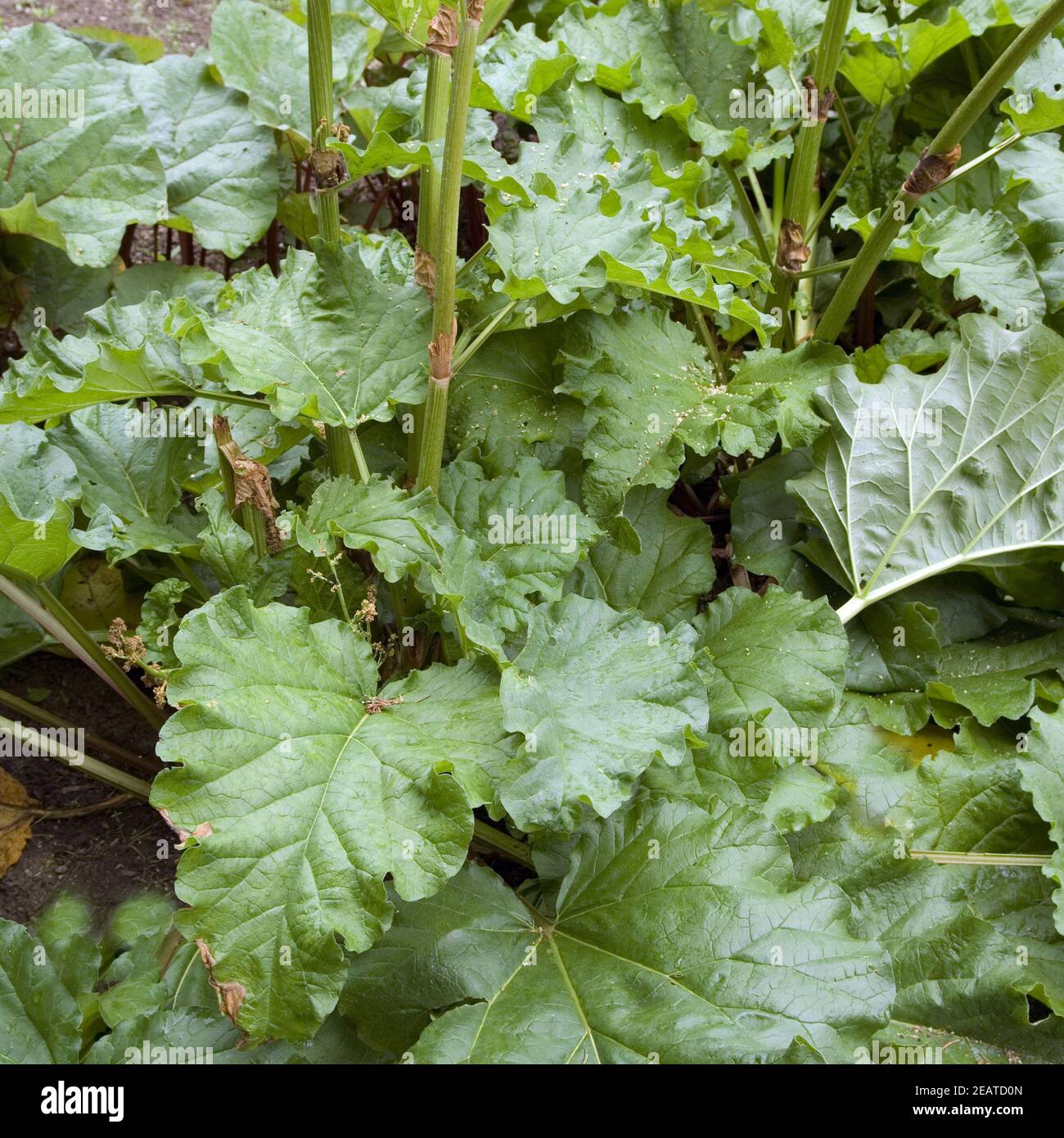 Krauser rhabarber hi-res stock photography and images - Alamy