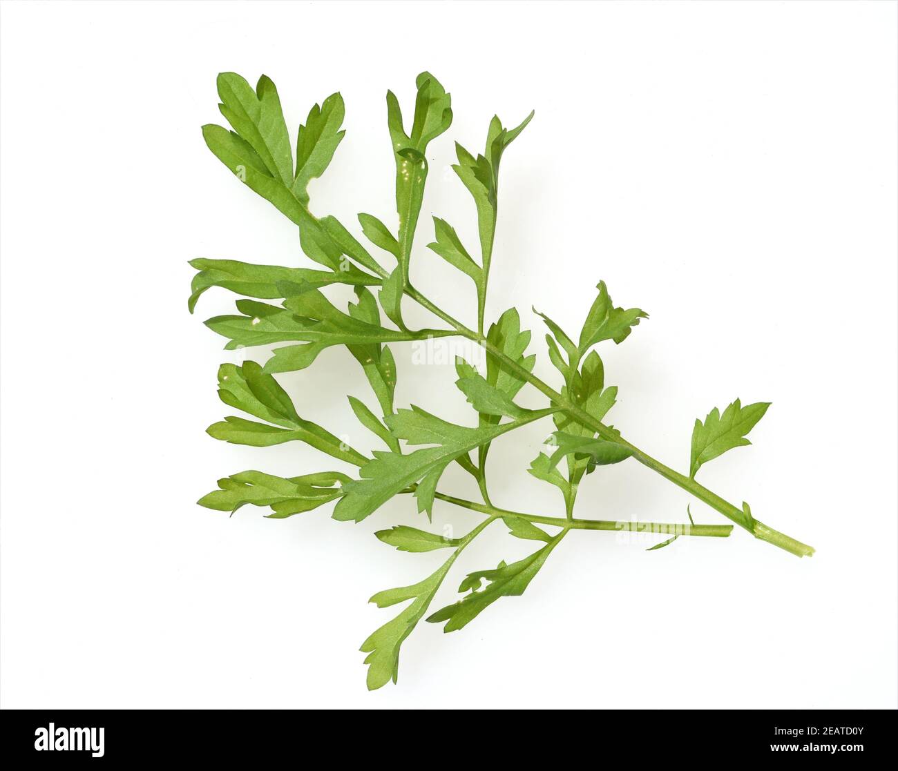 Gartenkresse, Lepidium Sativum Stock Photo