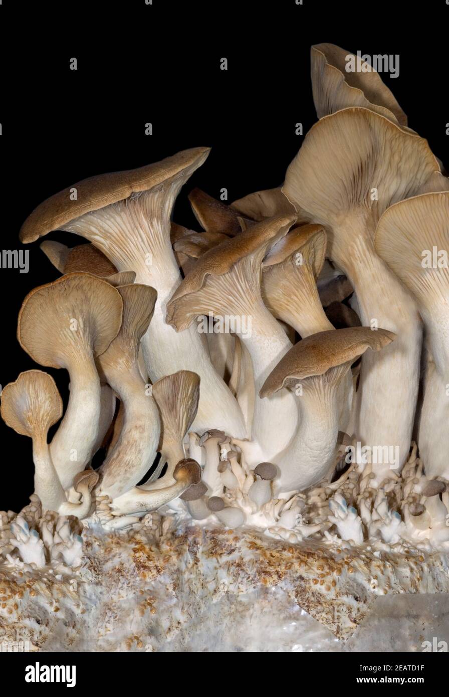 Kraeuterseitling Pleurotus eryngii Stock Photo Alamy