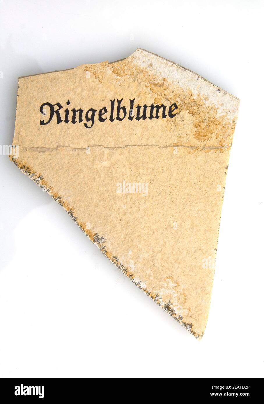 Kraeuterstecker; Ringelblume Stock Photo