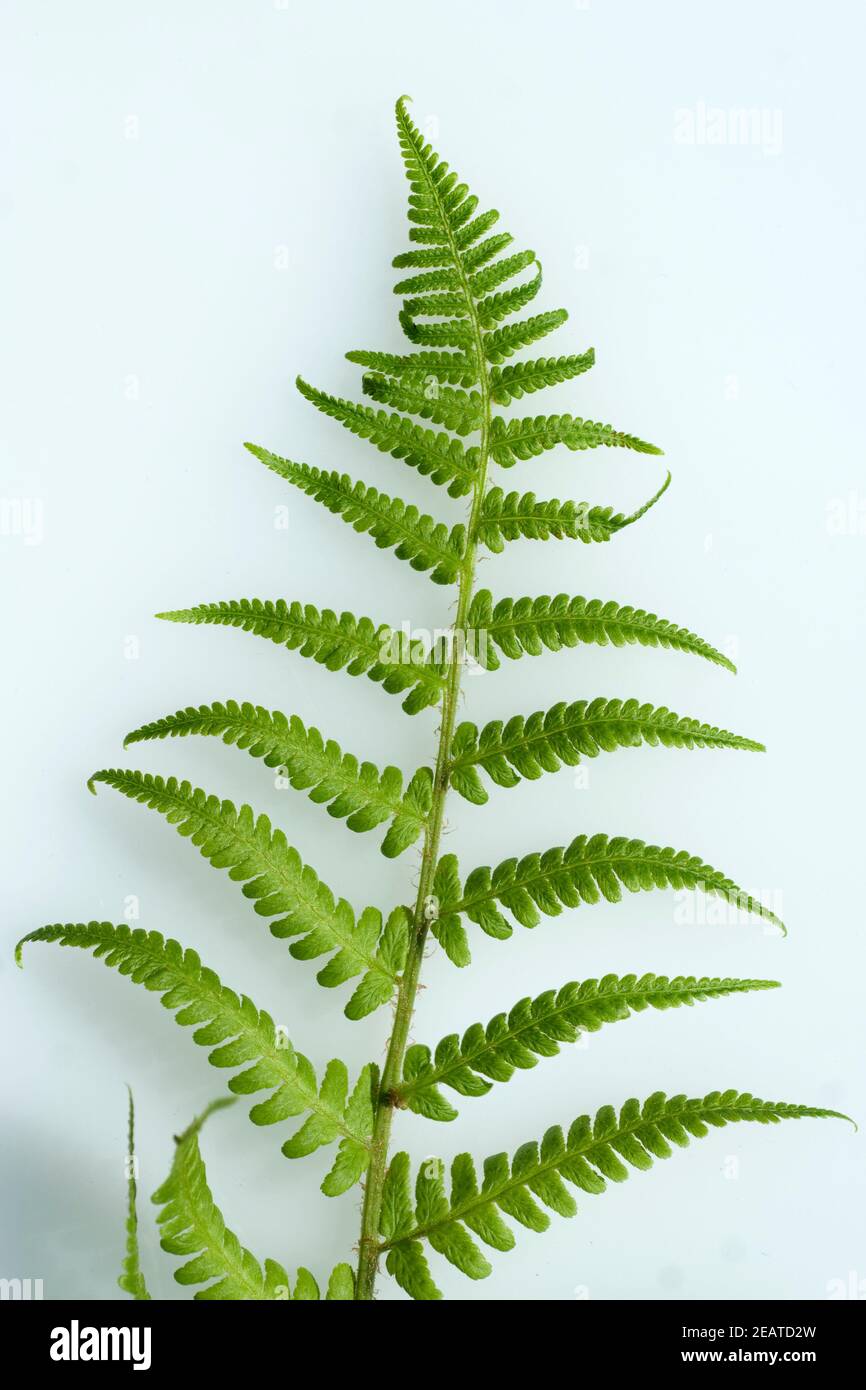 Wurmfarn  Gemeiner Wurmfarn  Dryopteris filix-mas Stock Photo