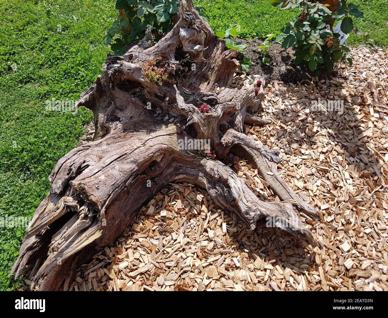 Wurzel High Resolution Stock Photography and Images - Alamy
