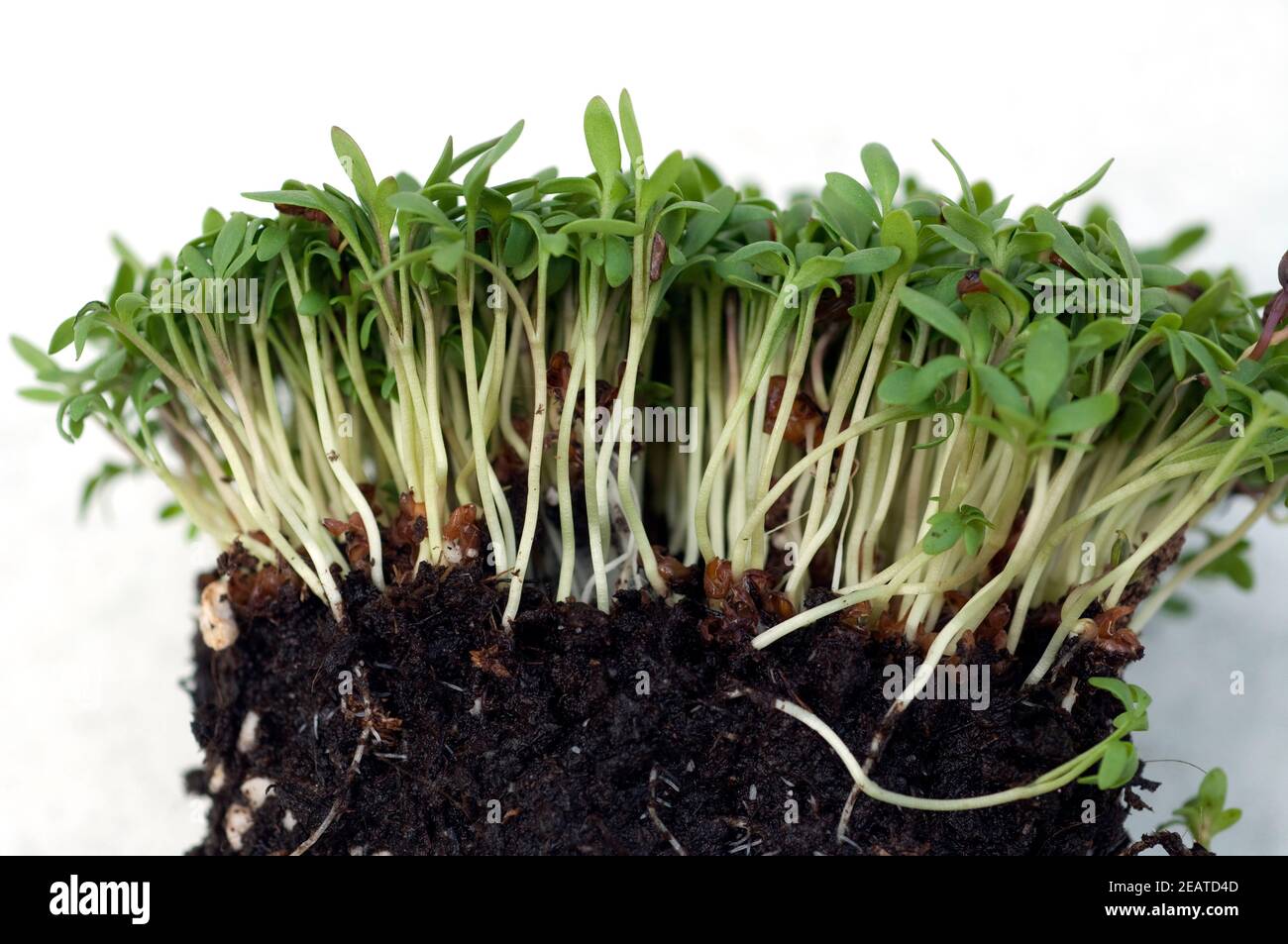 Kresse, Gartenkresse; Lepidium Sativum Stock Photo Alamy