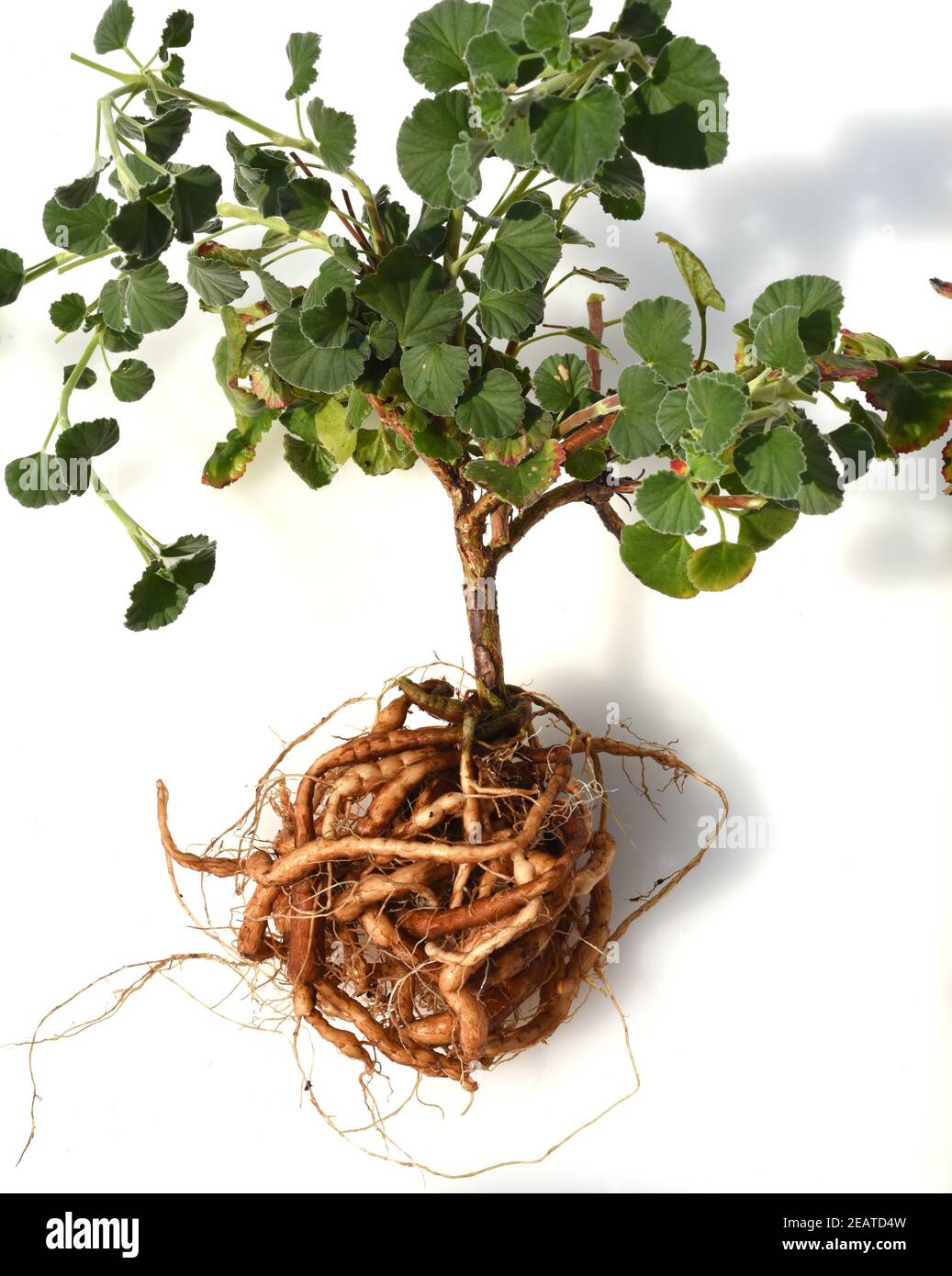 Umckaloabo, Pelargonium, reniforme, Wurzel Stock Photo