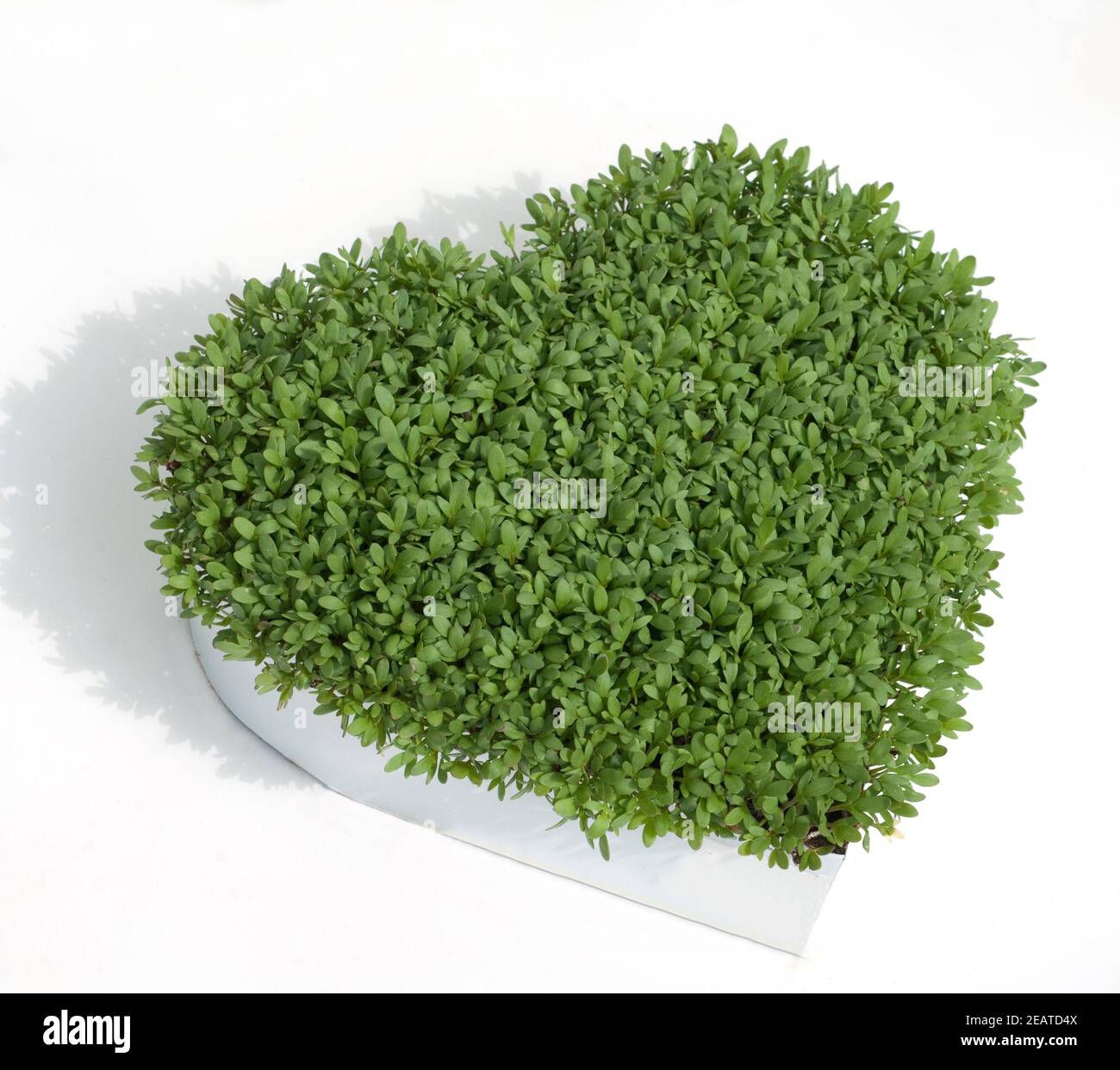 Gartenkresse Samen – Lepidium Sativum, Ca. 2000 Samen, Einfach Anzuziehen, Ganzjährig