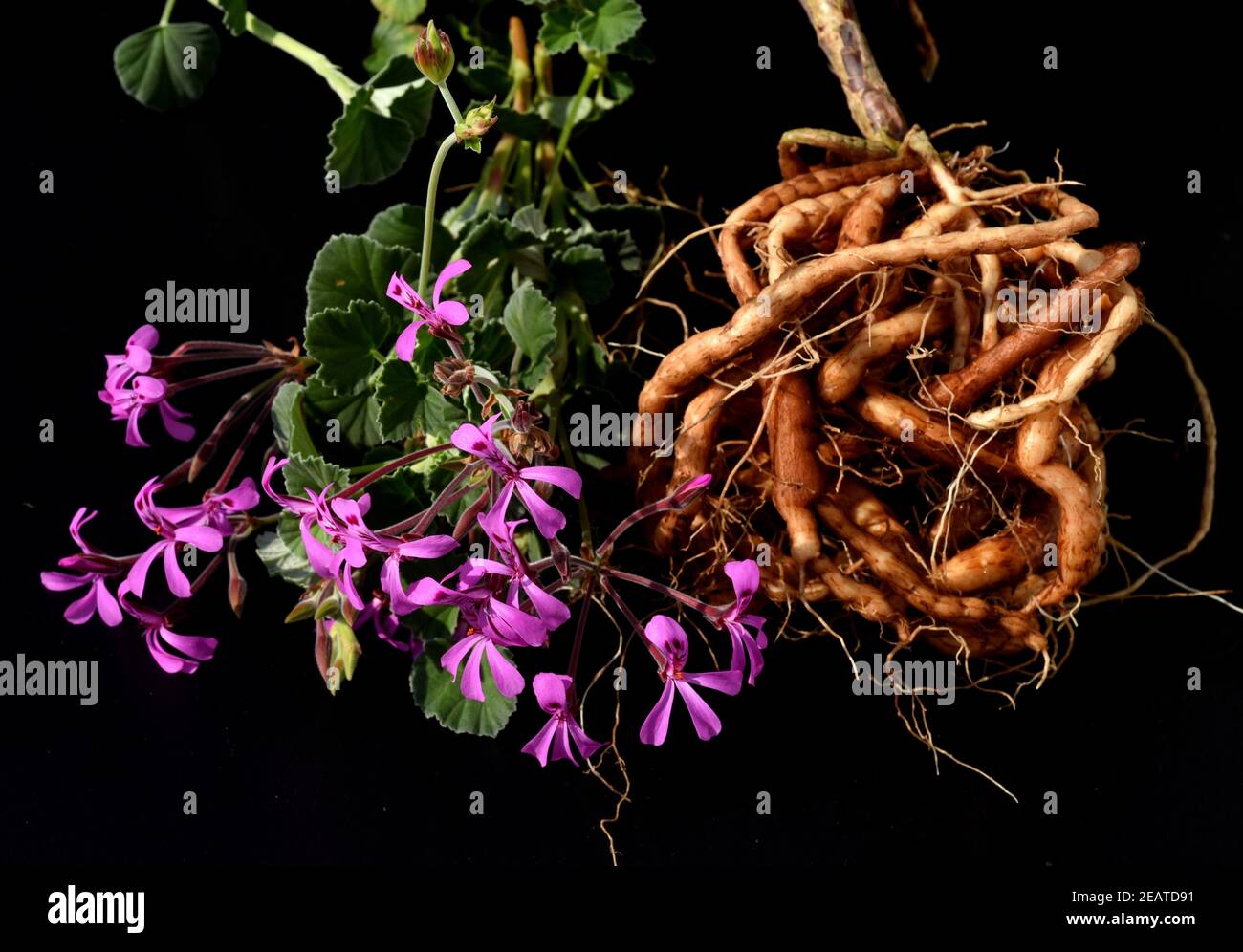 Umckaloabo, Pelargonium, reniforme, Wurzel Stock Photo