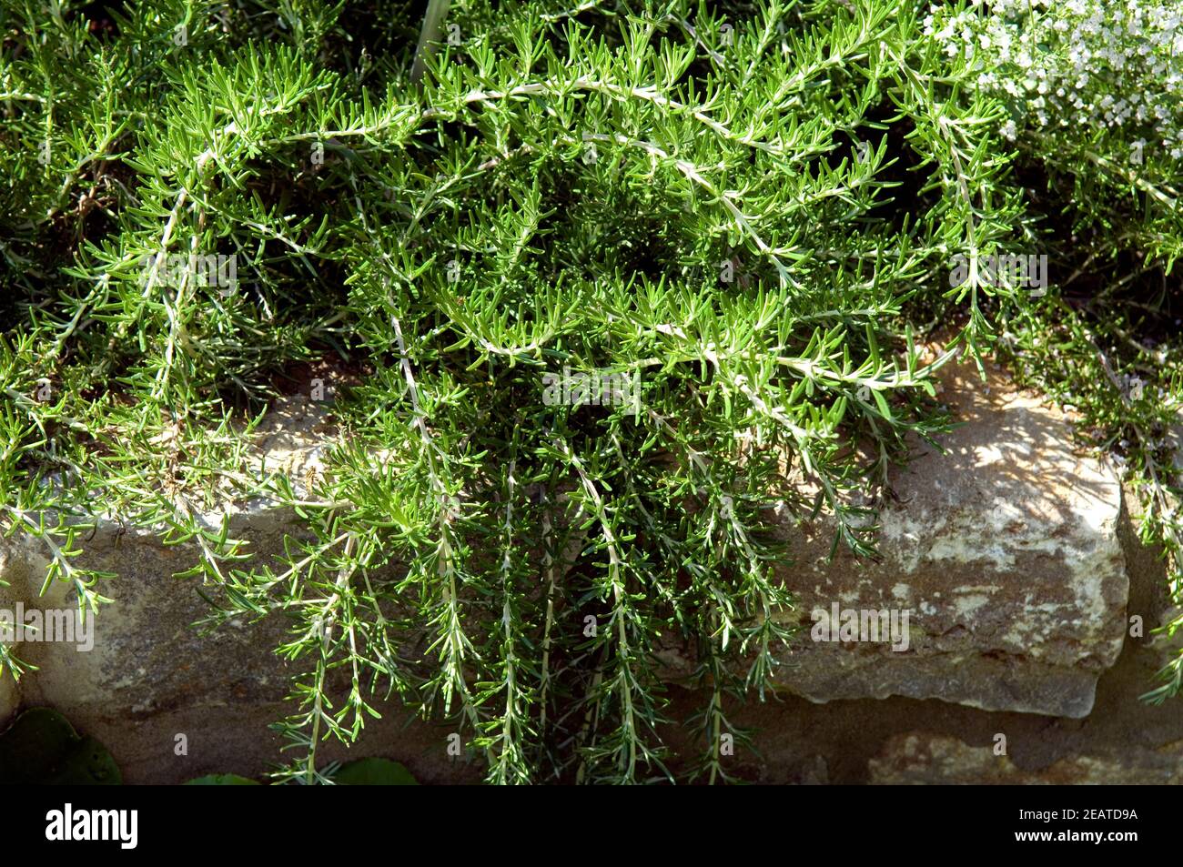 Kriechender Rosmarin Prostratus Stock Photo - Alamy