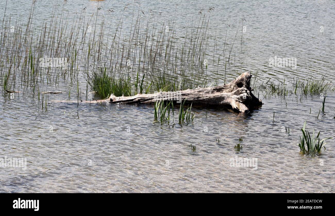 Baumwurzel, im Wasser, angeschwemmt Stock Photo Alamy