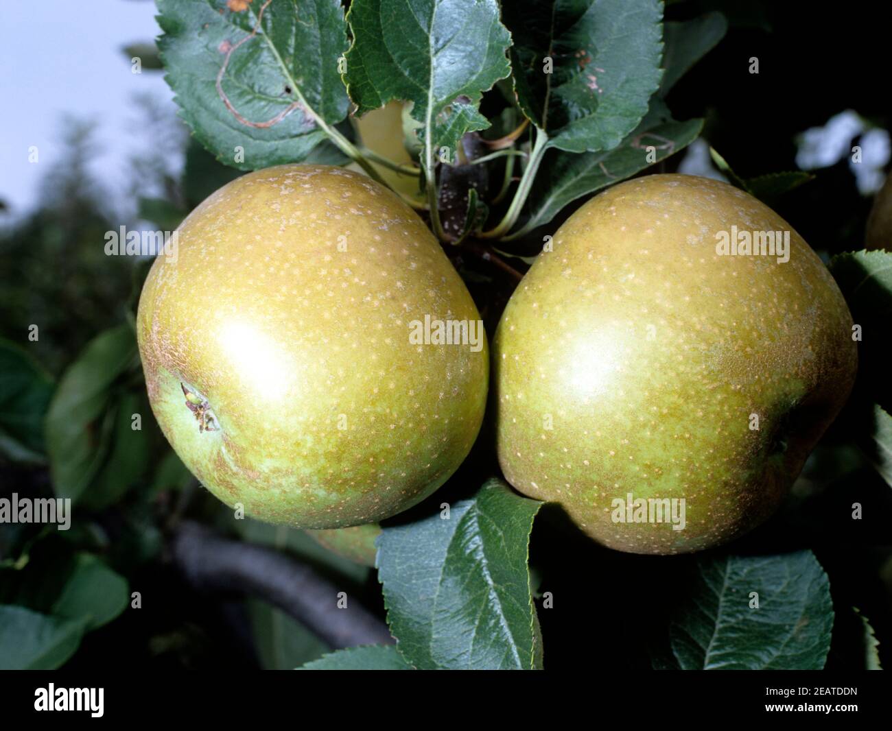 Zabergaeurenette  Apfel Stock Photo