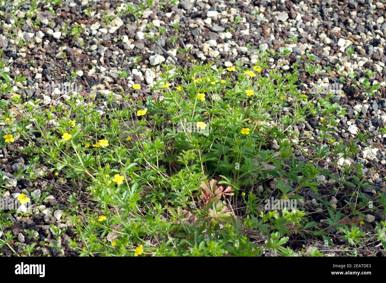 Kriechendes fingerkraut hi-res stock photography and images - Alamy