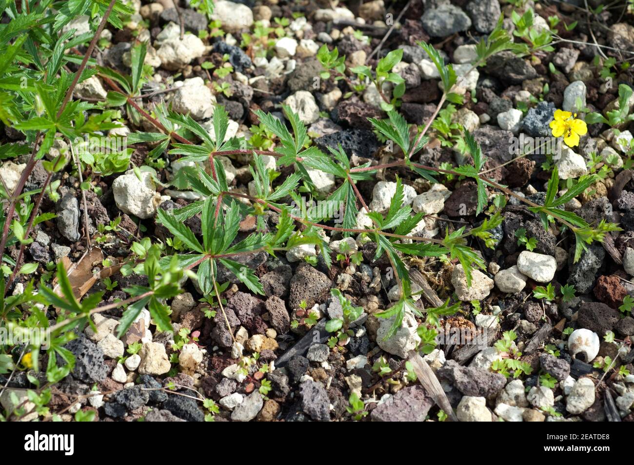 Kriechendes fingerkraut hi-res stock photography and images - Alamy