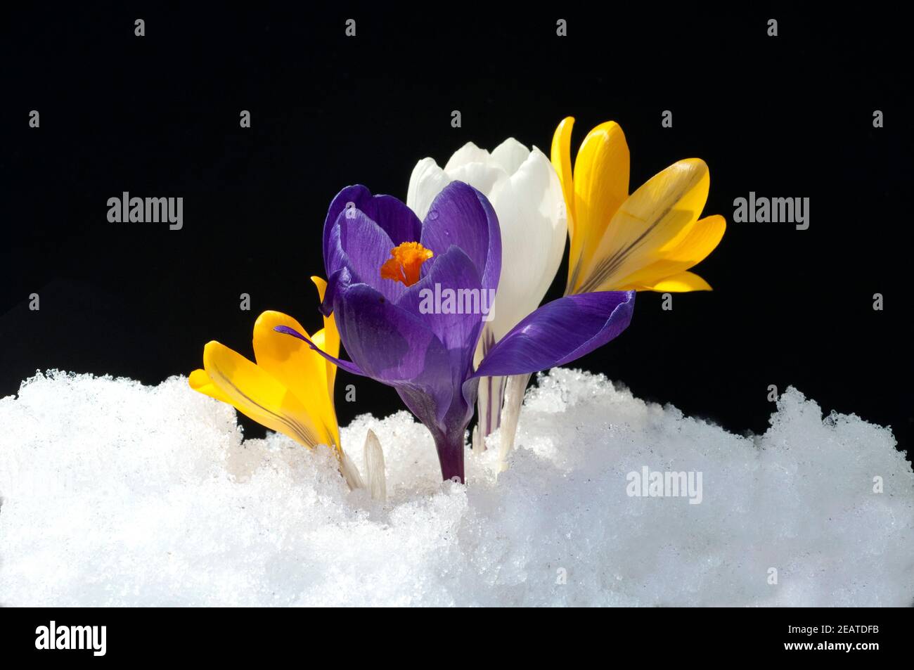 Krokus  Crocus vernus, Schnee Stock Photo