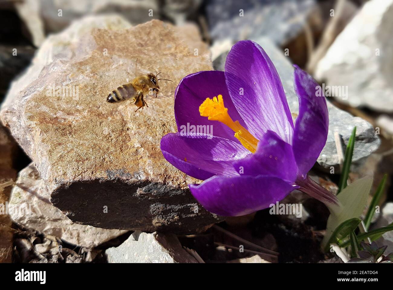 Krokus, Gartenkrokus, Biene Stock Photo