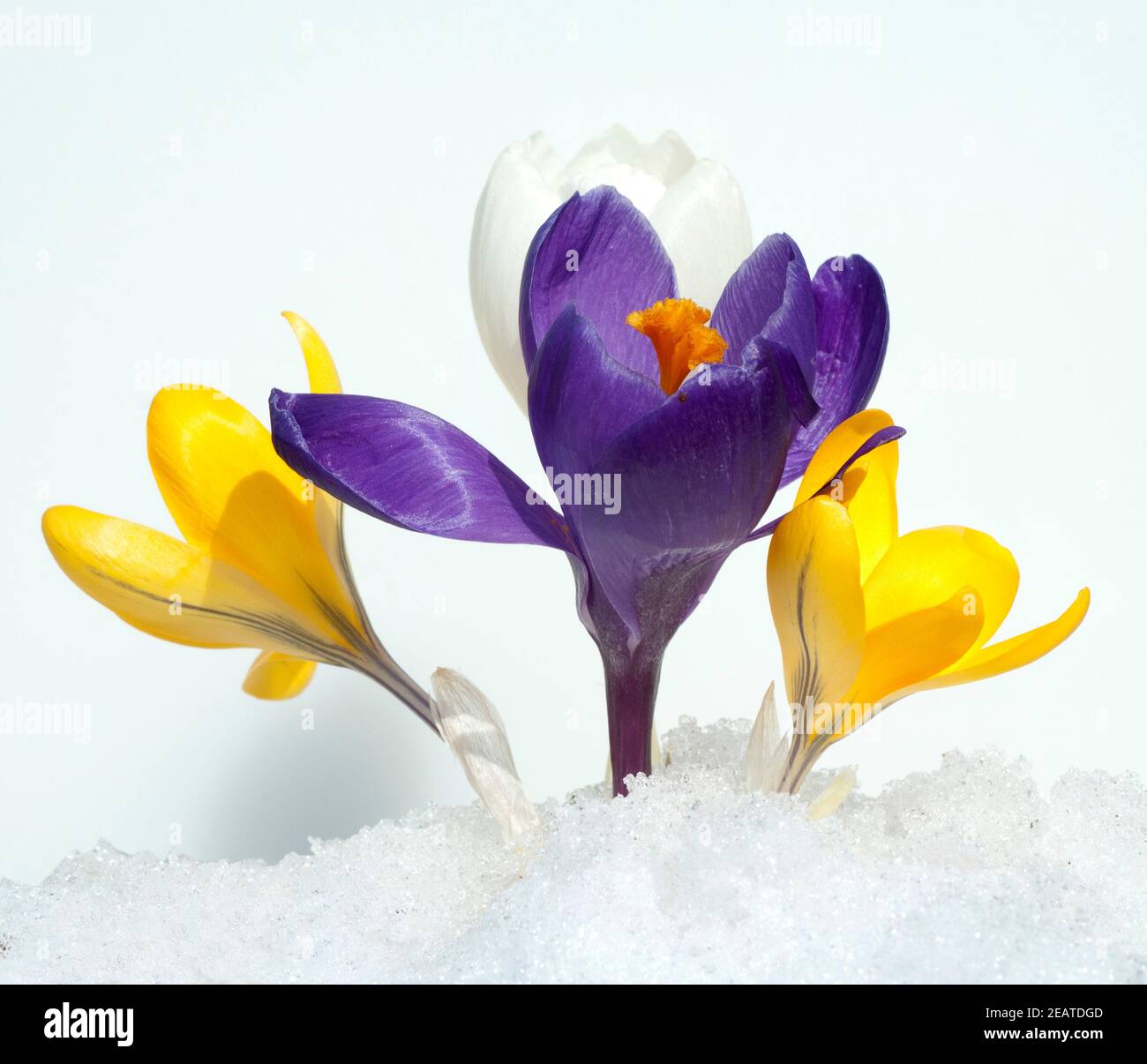 Krokus  Crocus vernus, Schnee Stock Photo