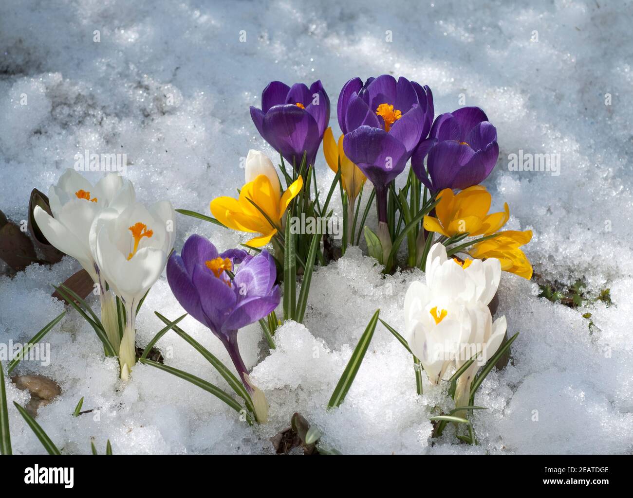 Krokus  Crocus vernus, Schnee Stock Photo