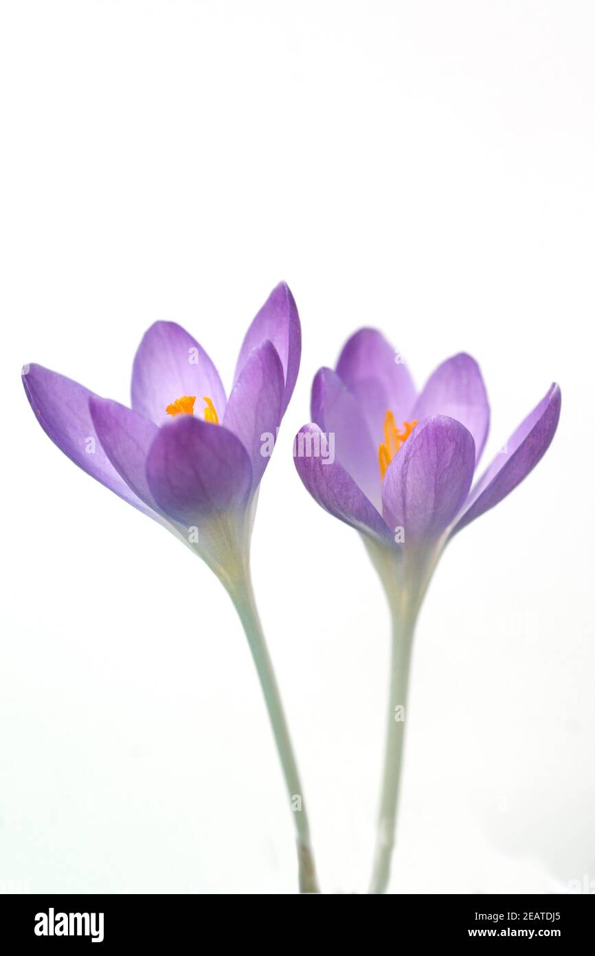 Krokus, Crocus tommasinianus Stock Photo