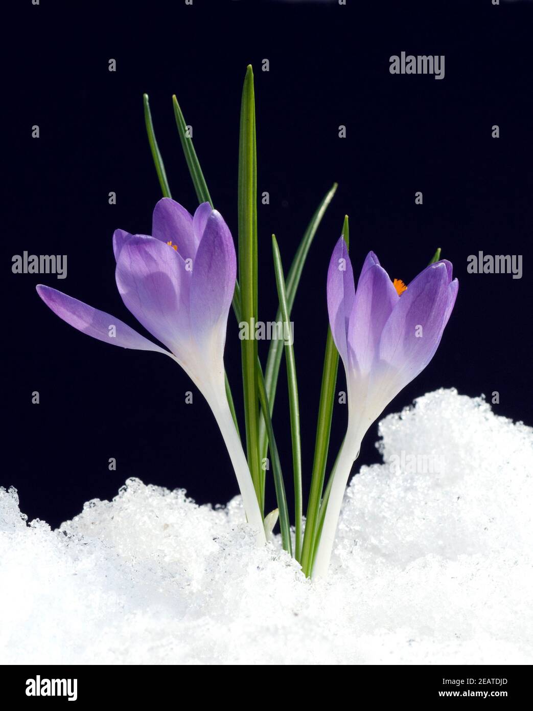 Krokus, Crocus tommasinianus, Stock Photo