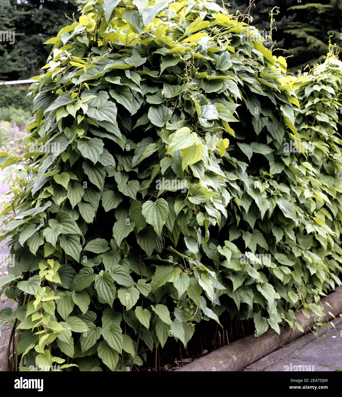 Yamswurzel  Dioscorea caucasica Stock Photo
