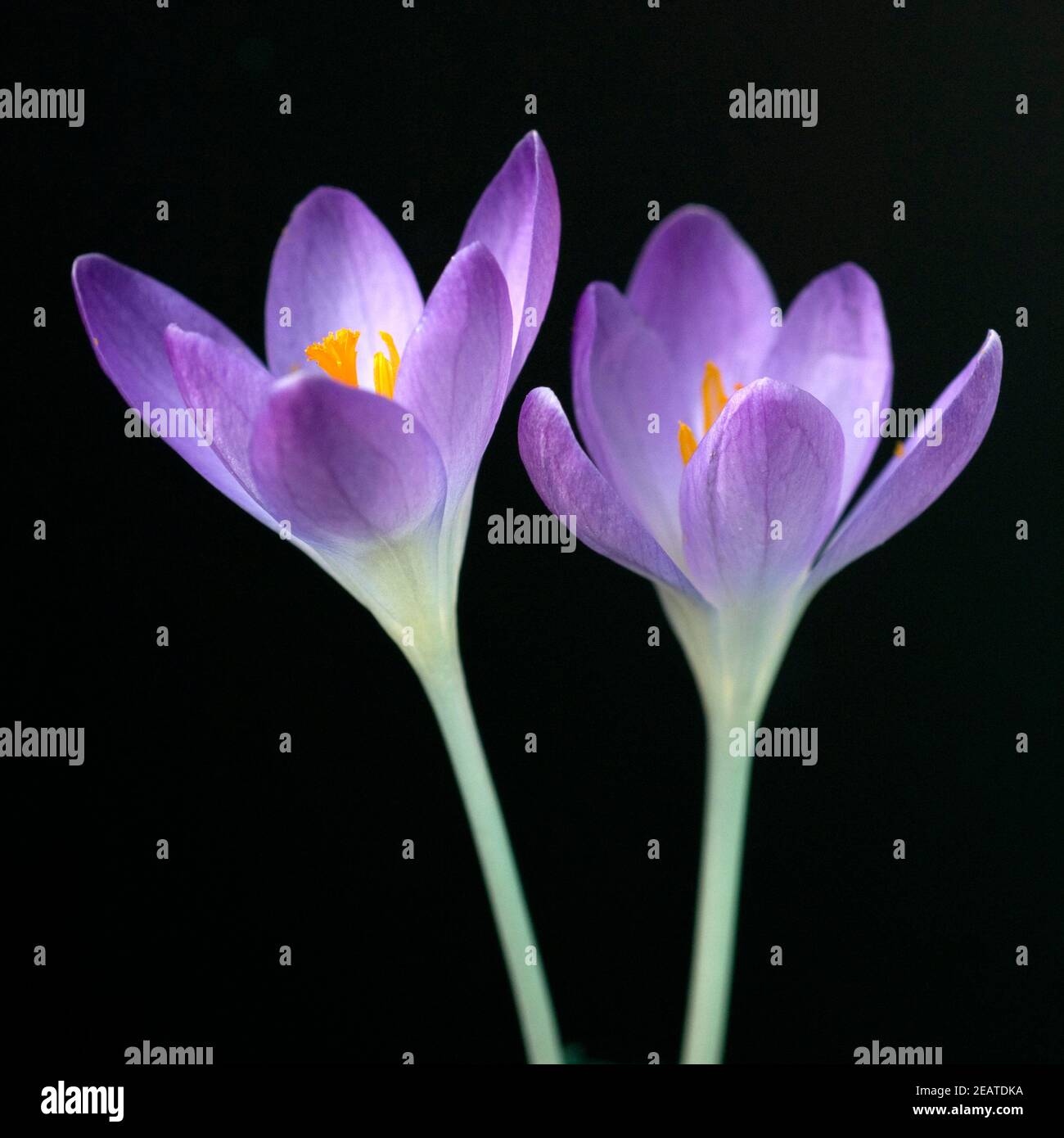 Krokus, Crocus tommasinianus, Stock Photo