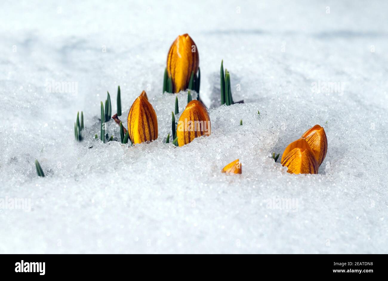 Krokus, Crocus, Schnee Stock Photo