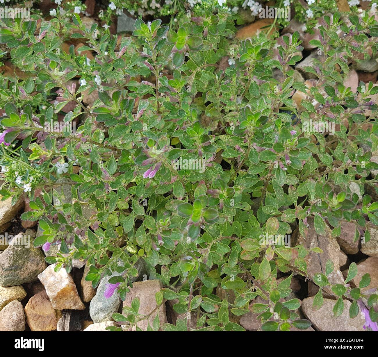 Zatar Parsi, Satureja thymbra, Kraeuter, Heilpflanze Stock Photo