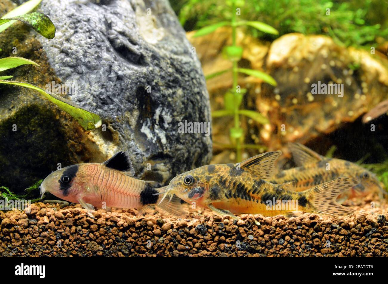 Corydoras, this is a  freshwater catfish Stock Photo