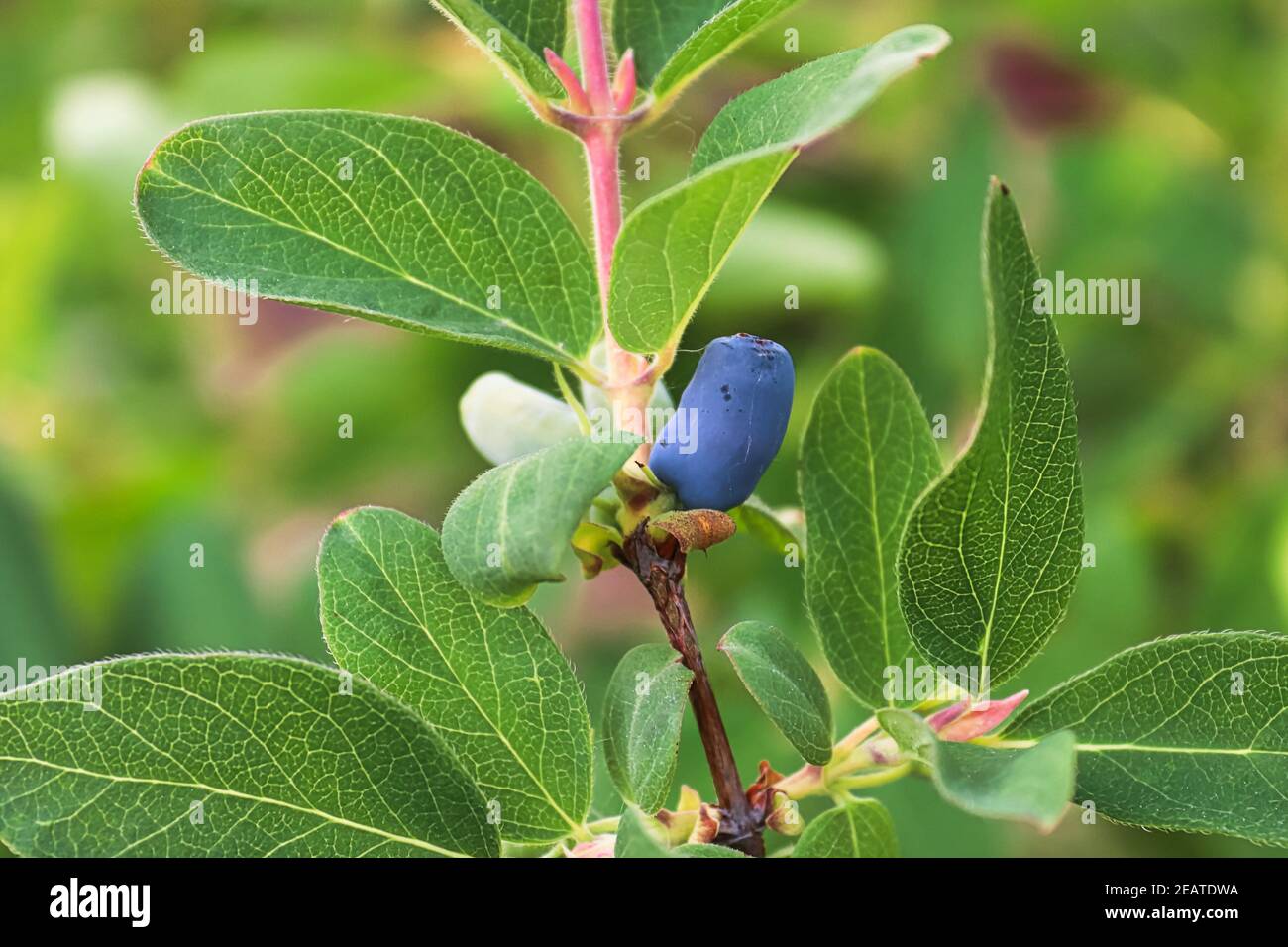 A single ripe haskap berry on a shrub Stock Photo Alamy