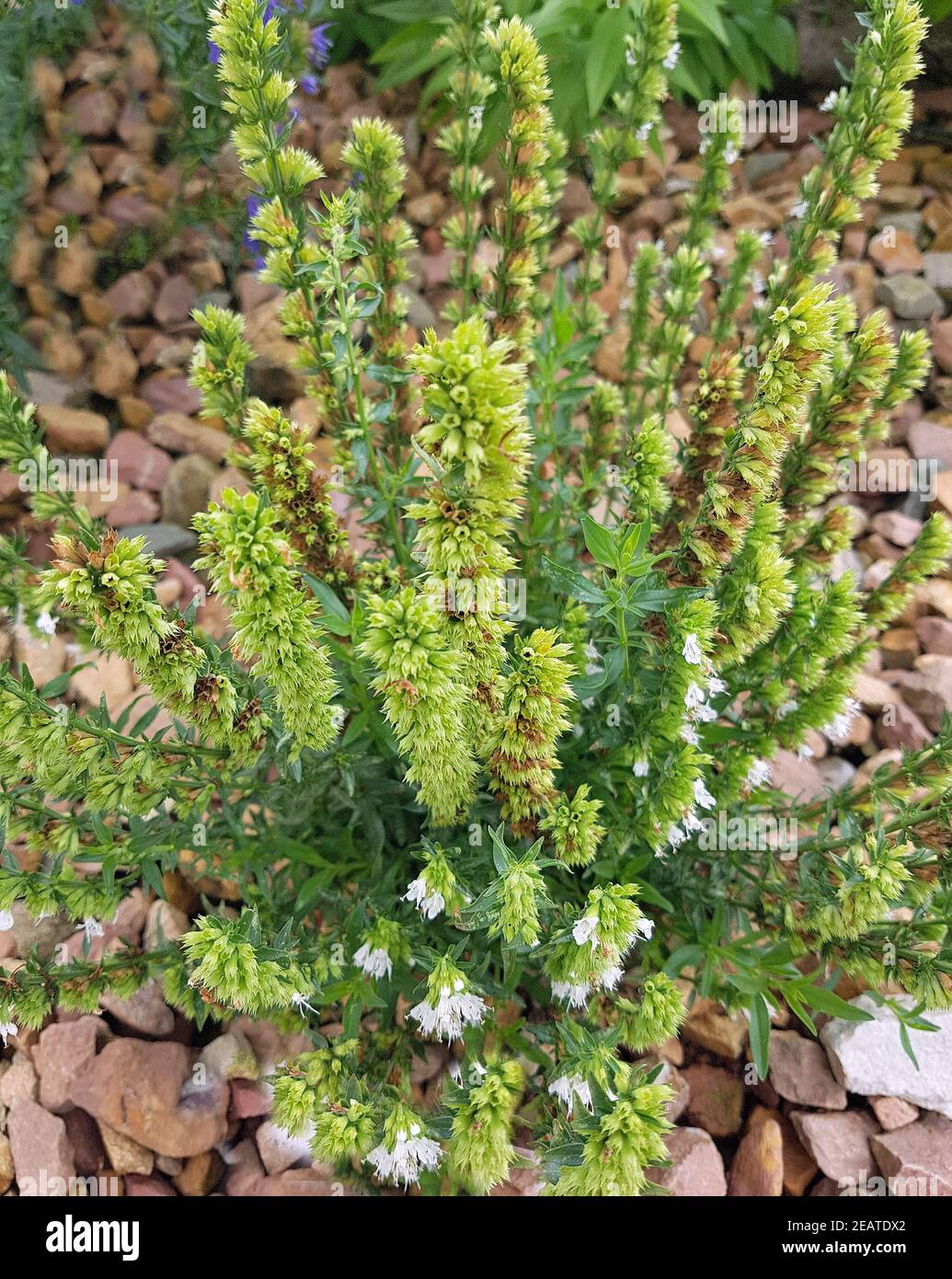 Ysop, Kompakter, Hyssopus officinalis ssp. aristatus, Kraeuter, Heilpflanze Stock Photo