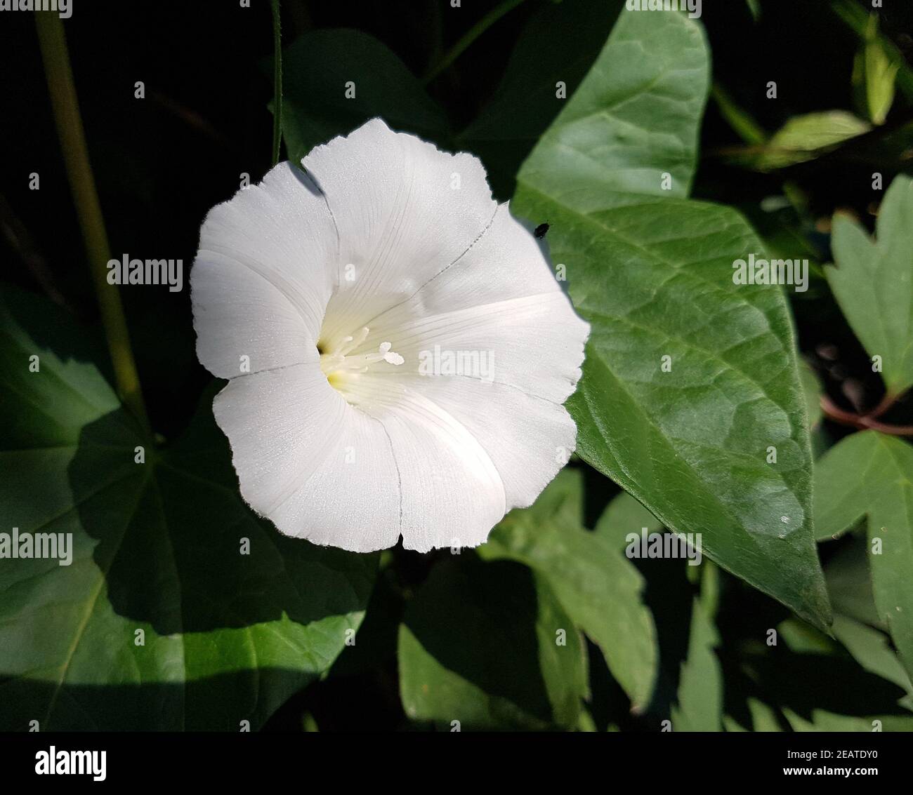 Zaunwinde Calystegia sepium Stock Photo