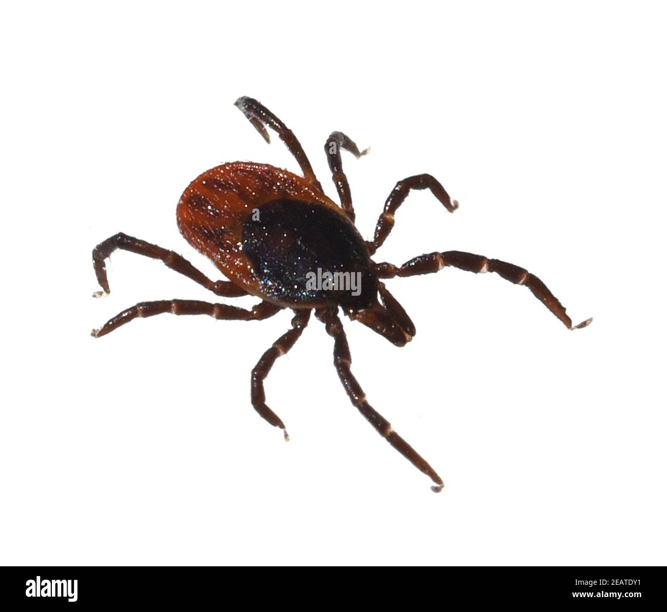 Xodes Ricinus Spinnentier makroaufnahme hi-res stock photography and images - Alamy