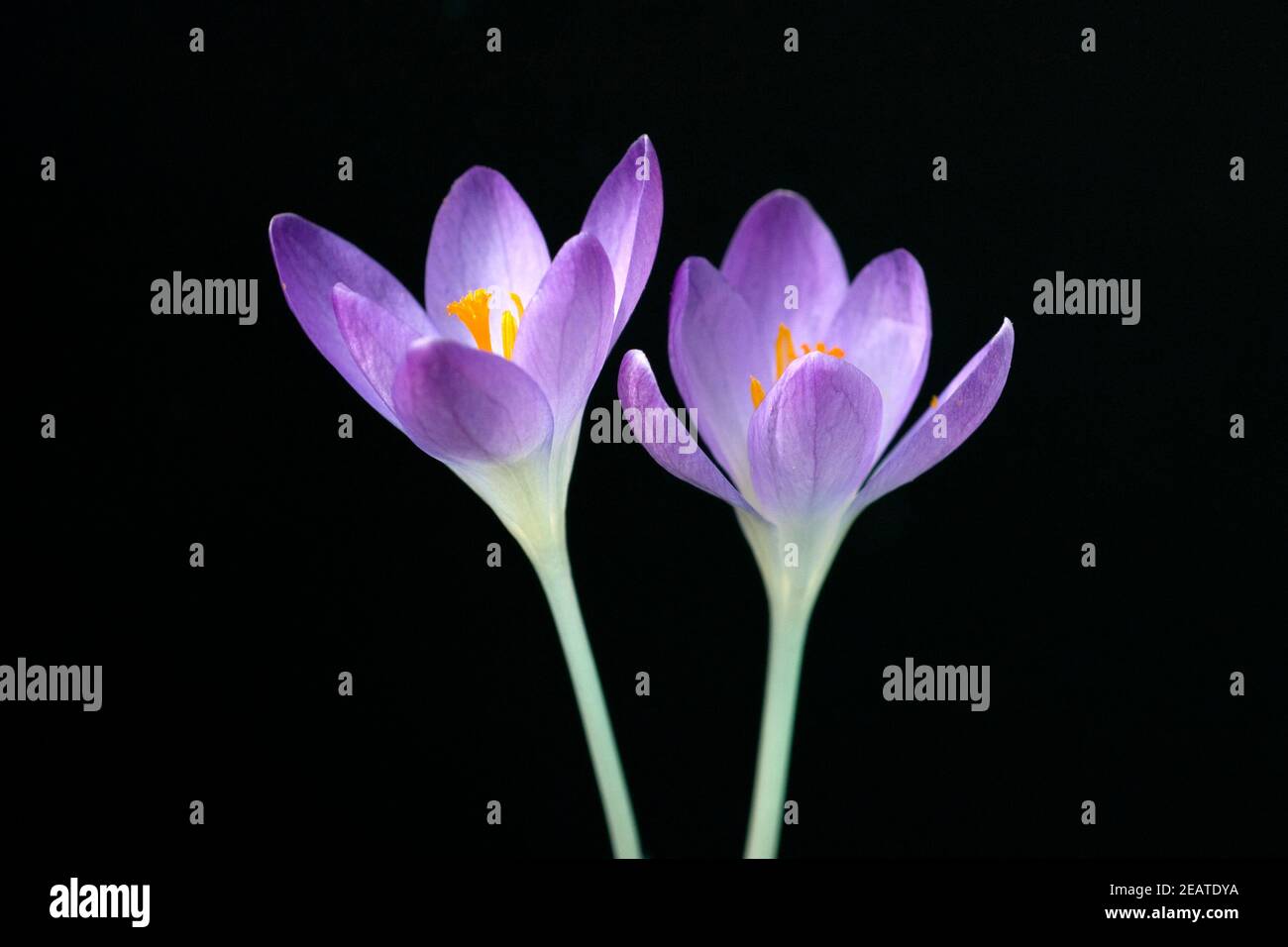 Krokus, Crocus tommasinianus, Stock Photo