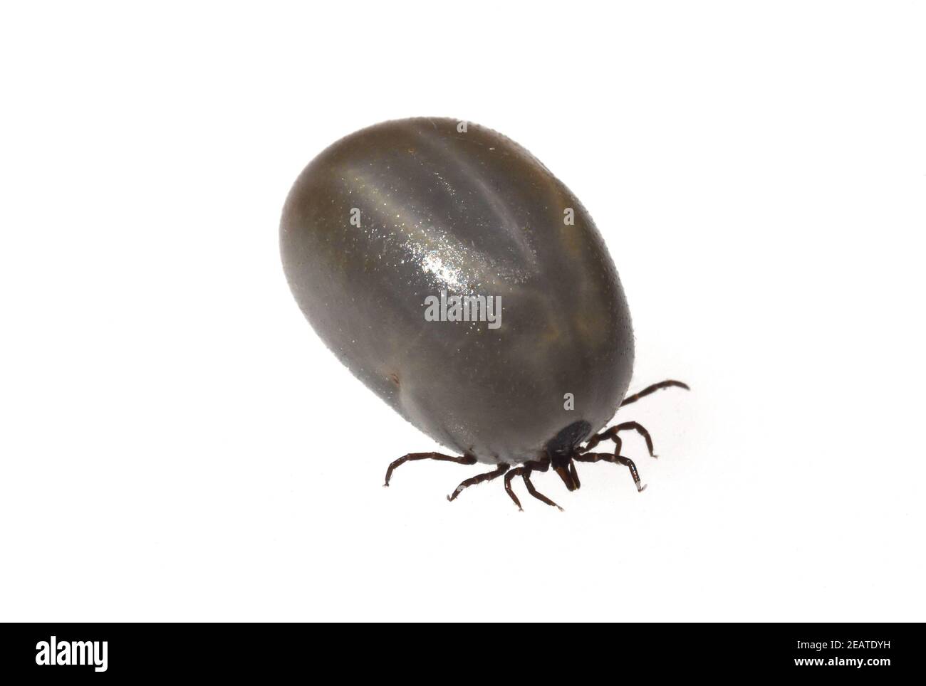 Xodes Ricinus Spinnentier makroaufnahme hi-res stock photography and images - Alamy
